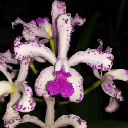 CATTLEYA AMETHYSTOGLOSSA