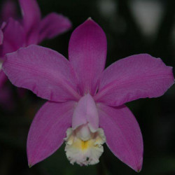 CATTLEYA LODDIGESII