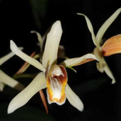 COELOGYNE TRINERVIS