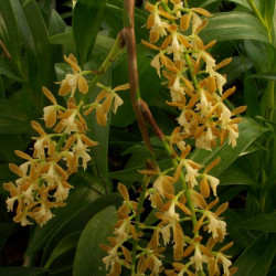 EPIDENDRUM FERRAGINEUM