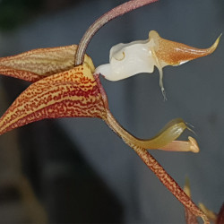 GONGORA ATROPURPUREA