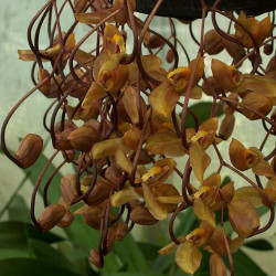GONGORA GALEATA