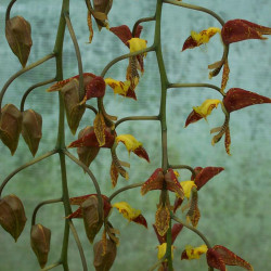 GONGORA QUINQUENERVIS
