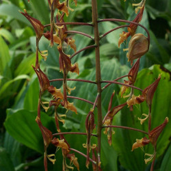 GONGORA SP