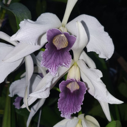 LAELIA PURPURATA WERKHAUSSERII