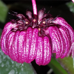 BULBOPHYLLUM AURATUM DARK PURPLE