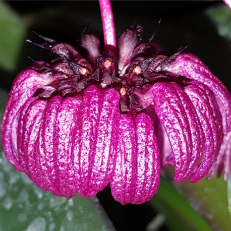 BULBOPHYLLUM AURATUM DARK PURPLE