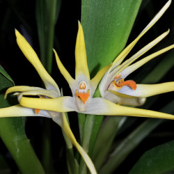 MAXILLARIA SPLENDENS