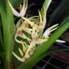 MAXILLARIA OCHROLEUCA