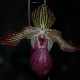 PAPHIOPEDILUM ROTHSCHILDIANUM X MICRANTHUM