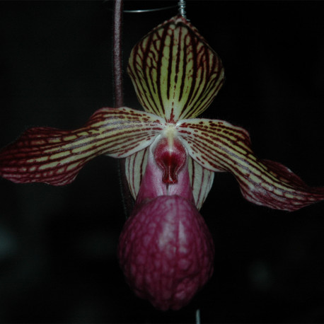 PAPHIOPEDILUM ROTHSCHILDIANUM X MICRANTHUM