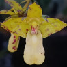 POLYSTACHIA MACULATA