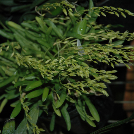 PLEUROTHALLIS PICTA