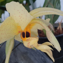 STANHOPEA WHITTENII