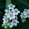 SARCOCHILUS HARTMANII