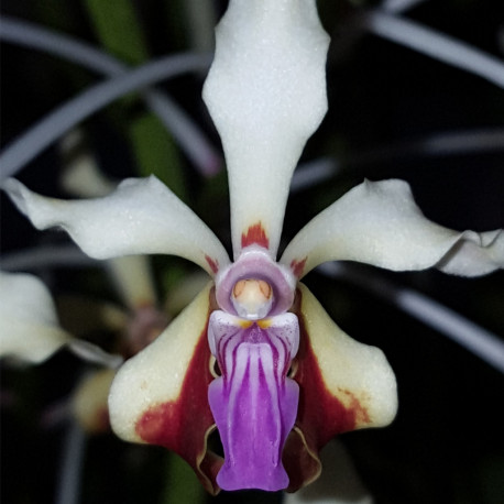VANDA LAMELLATA VAR BOXALLII