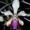 VANDA LAMELLATA VAR BOXALLII