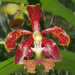 VANDA ROEBLINGIANA