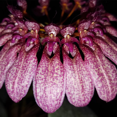 BULBOPHYLLUM EBERHARDII