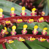 BULBOPHYLLUM FALCATUM