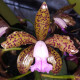 CATTLEYA LEOPOLDII