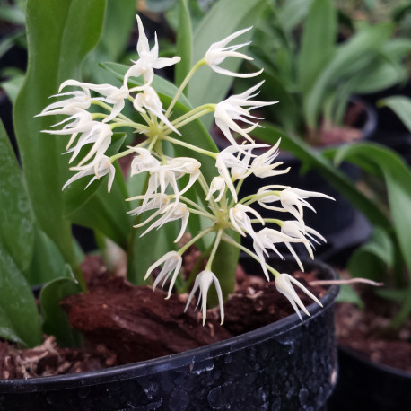 BULBOPHYLLUM LAXIFLORUM