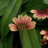 BULBOPHYLLUM LEPIDUM