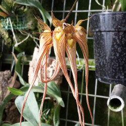 BULBOPHYLLUM LONGISSIMUM