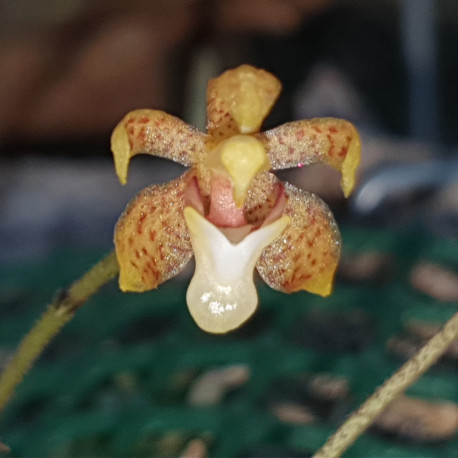 ASCOCHILUS NITIDUS