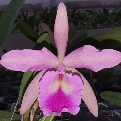 BRASSOCATTLEYA PHYRRA BRASSAVOLA GLAUCA X CATTLEYA LABIATA