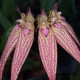 BULBOPHYLLUM ELISABETH ANN BUCKLEBURRY