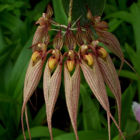 BULBOPHYLLUM LOUIS SANDER