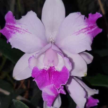 CATTLEYA INTERMEDIA AQUINII