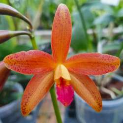CATTLEYA LEOPOLDII ESCURO NEGRO PINTADA X LAELIA MILLERII