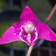 DENDROBIUM KINGIANUM VIRGIN QUEEN X DEVIL'S ADVOCATE