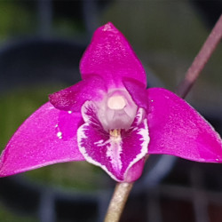 DENDROBIUM KINGIANUM VIRGIN QUEEN X DEVIL'S ADVOCATE