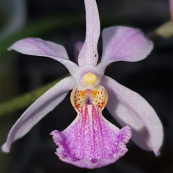 HOLCOGLOSSUM SUBULIFOLIUM X VANDA COERULESCENS