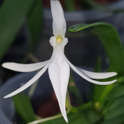 JUMELLEA CONFUSA