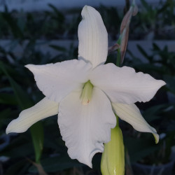 LAELIA ANCEPS ALBA PELORIC