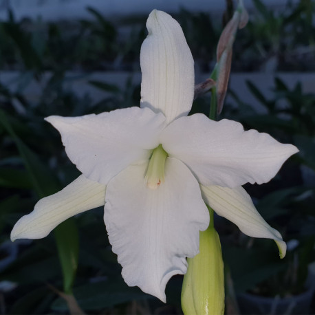 LAELIA ANCEPS ALBA PELORIC