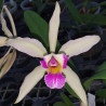 LAELIA PURPURATA VAR. MILIONARIA