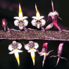 BULBOPHYLLUM MAXIMUM