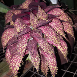 BULBOPHYLLUM PHALAENOPSIS