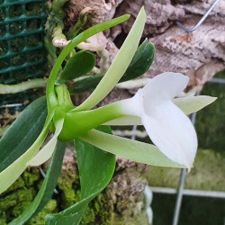 AMBRELLA LONGITUBA