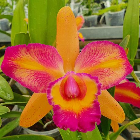 BRASSOLAELIOCATTLEYA ISHIKAWA ALEGRO