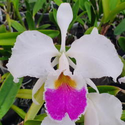 CATTLEYA HAROLD SEMIALBA X LABIATA SEMIALBA