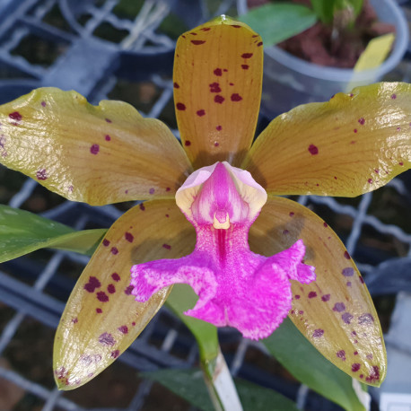 CATTLEYA MEMORIA BLEUEI