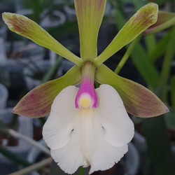 ENCYCLIA CORDIGERA X EPICATTLEYA RENEE MARQUEZ