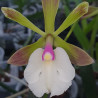 ENCYCLIA CORDIGERA X EPICATTLEYA RENEE MARQUEZ