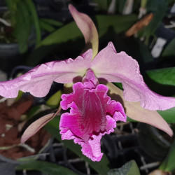 LAELIOCATTLEYA AROSA HAROLD ALBA X TENEBROSA